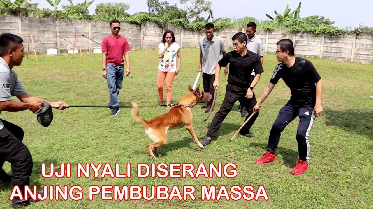 UJI NYALI DIGIGIT ANJING MALINOIS SPESIALIS PEMBUB4R M4SSA KERUSUH4N
