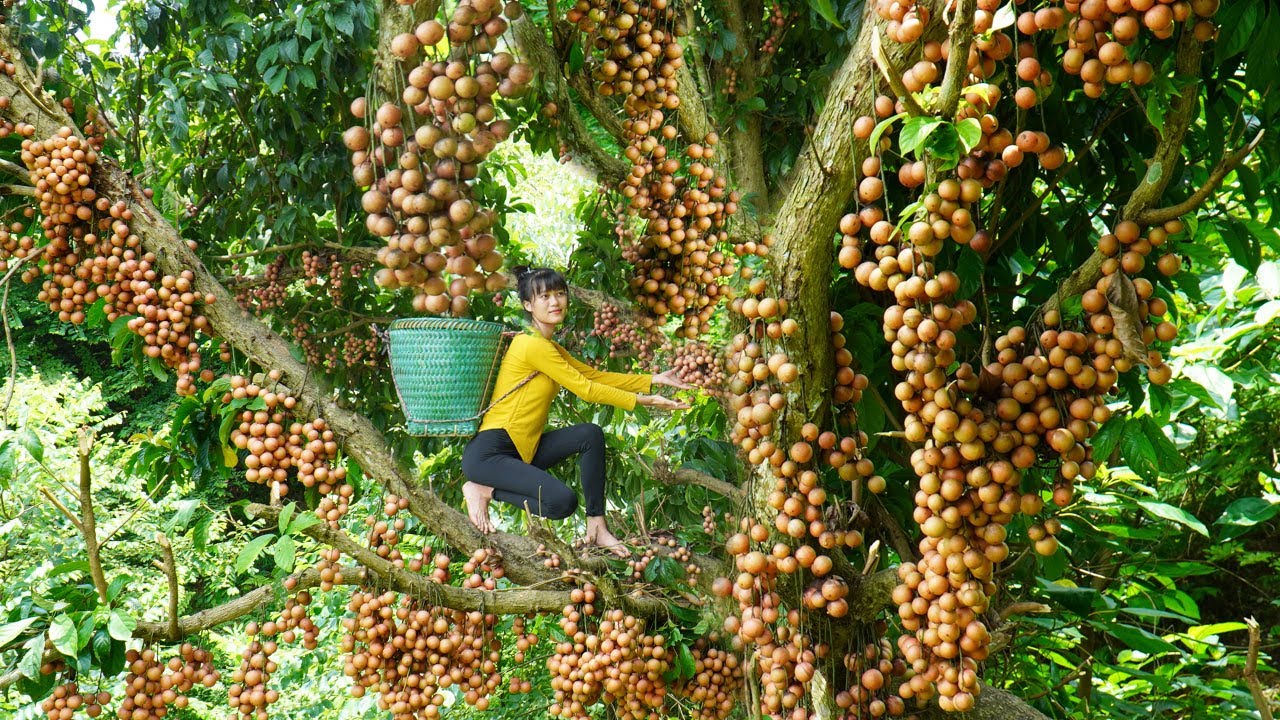 Harvesting Million Rambai Fruit in The Forest - Transport By 4 Wheel Off Road Truck To Sell