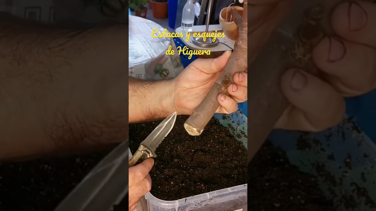 🌱 Esquejes y ESTACAS de Higuera [Muy F&aacute;cil] #bonsai #esquejes #estacas #shorts
