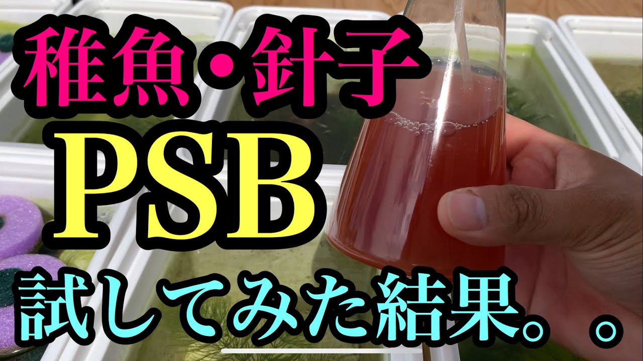 メダカの稚魚•針子にPSBを試してみた結果。。。。衝撃の結果と臭いだった。。