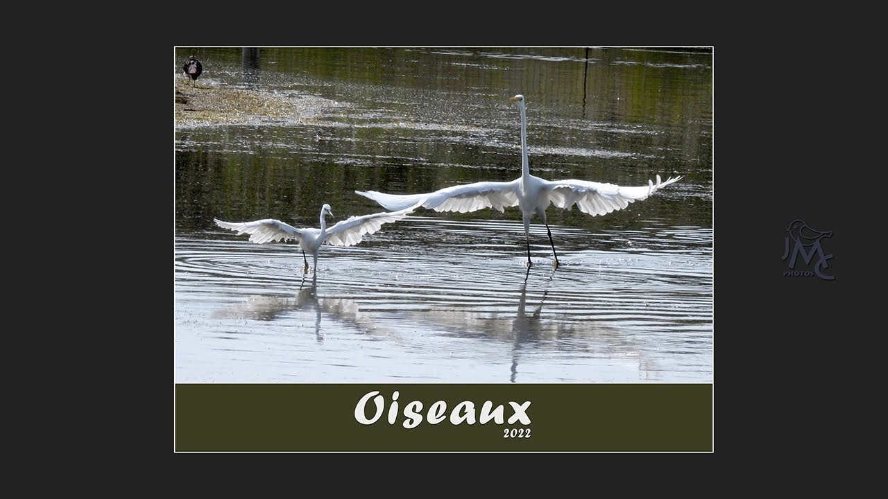 Oiseaux 2022 (4K)