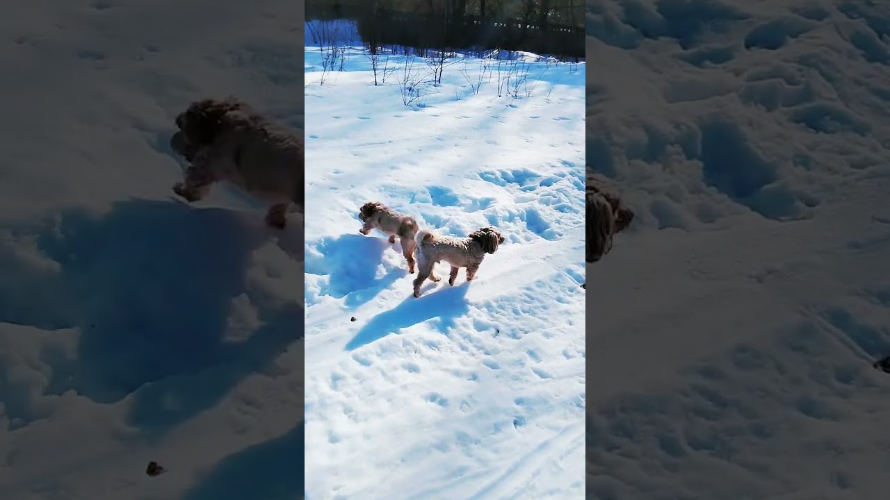 Весне дорогу!