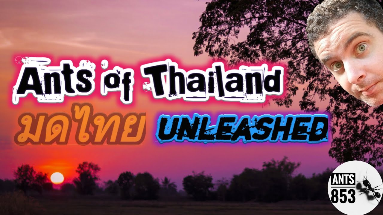 Ants of Thailand UNLEASHED | Ant Keeping Season 2020 Week 2
