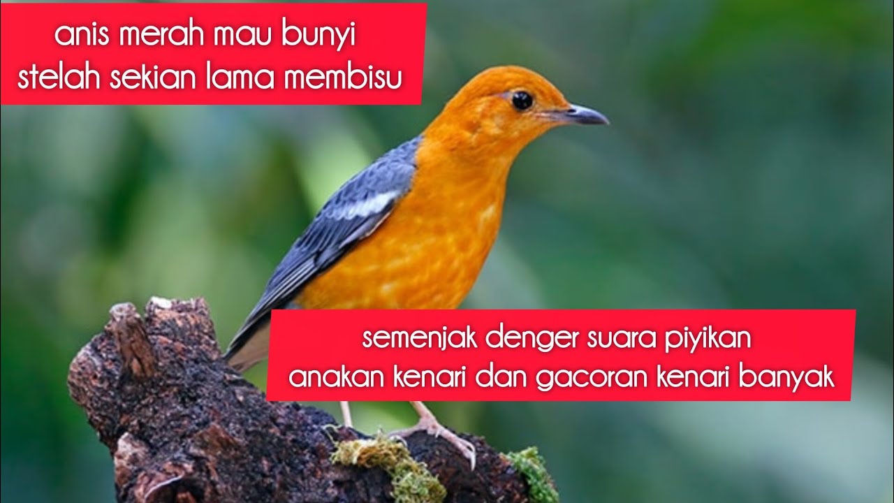 akhirnya anis merah belajar bunyi lagi stelah lama membisu...