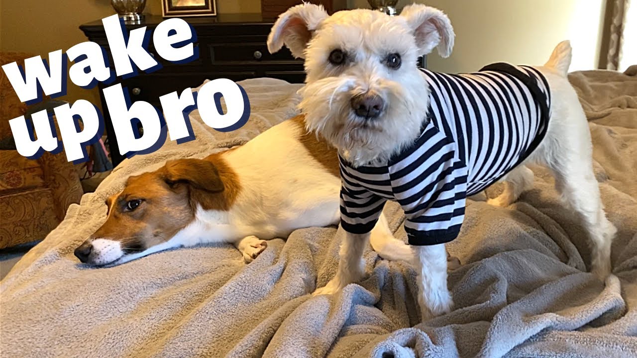 WAKE UP WITH MAXXIE + POLLUX ~ DOGS START EACH DAY WITH A SWEET MORNING ROUTINE