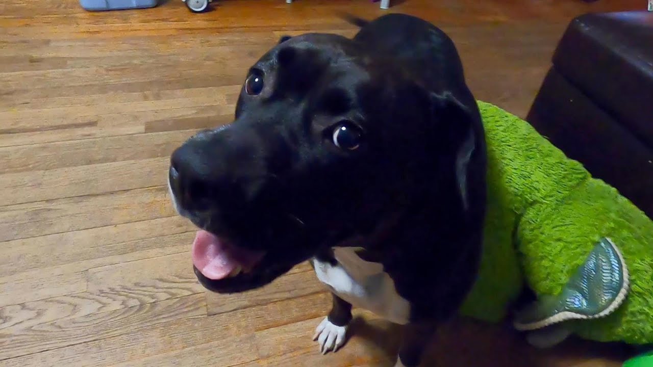 HIP DYSPLASIA - 3 Things I do for my Dog