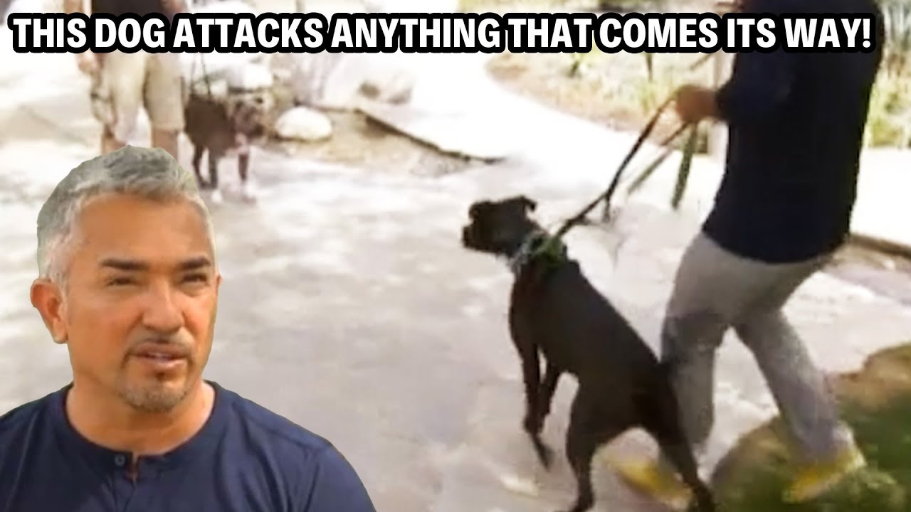Confronting A Violent Pit Bull In Attack Mode | Cesar 911 Throwbacks