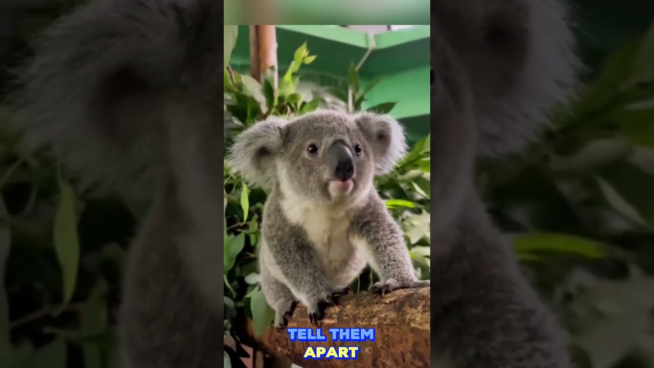 Koalas Have Fingerprints Like Humans 😲🐨