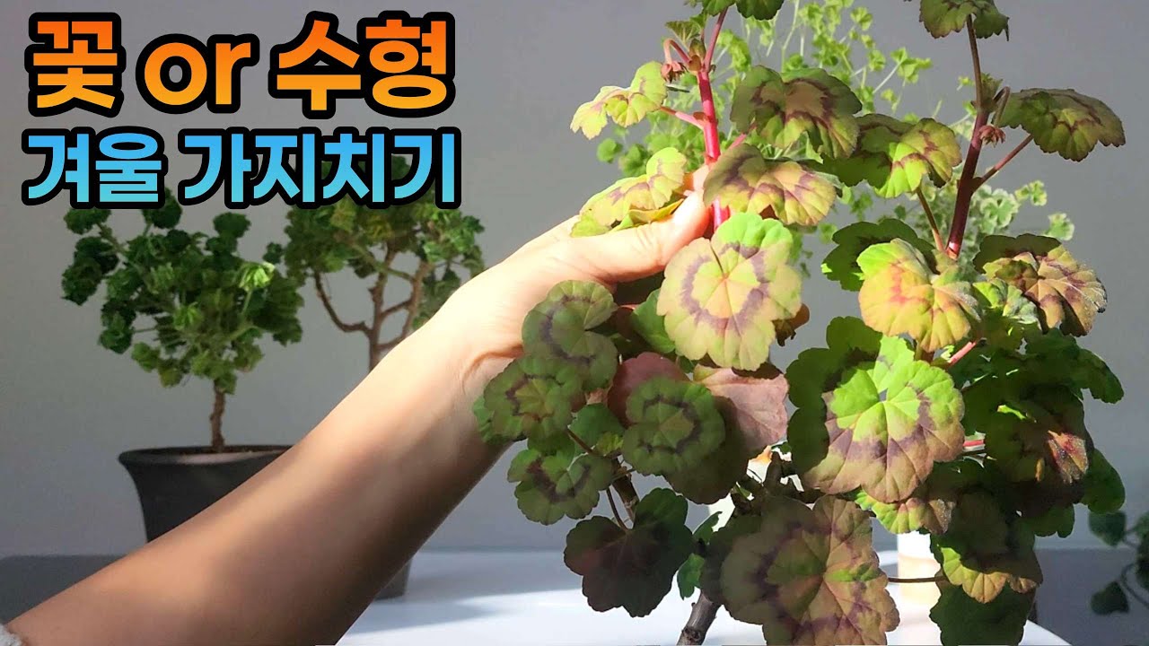 [4K] 제라늄 가지치기 주기는 어느 정도가 적당할까,  지금은 봄이 오기 전 겨울 가지치기 타이밍 #제라늄 #pelargonium