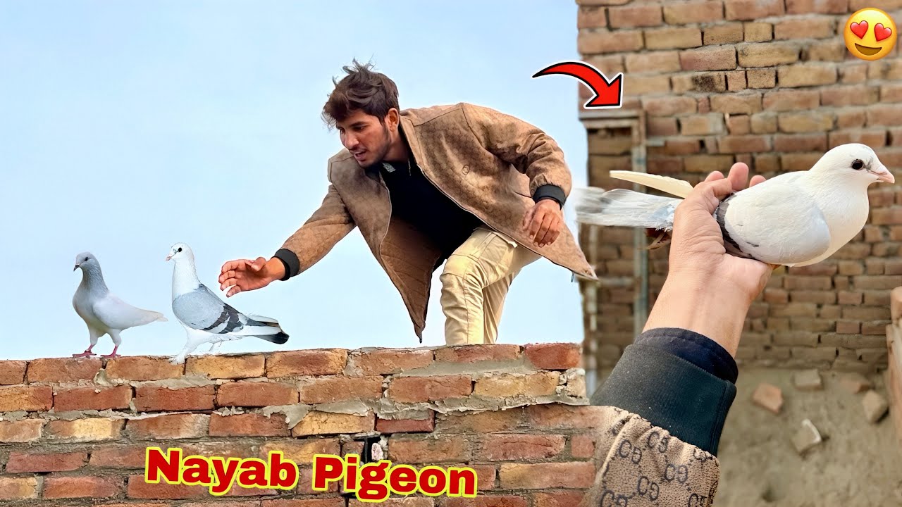 Nayab Pigeon Paker Liya