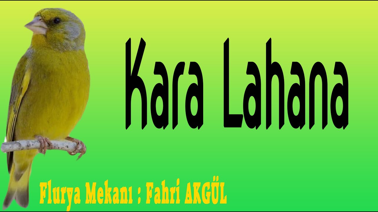 Flurya Mekanı - Kara Lahana