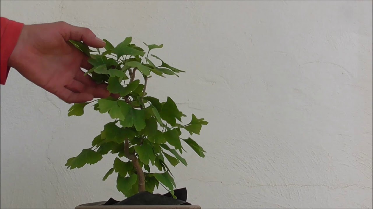 Ginkgo varios   Mantenimiento  11 07 2020
