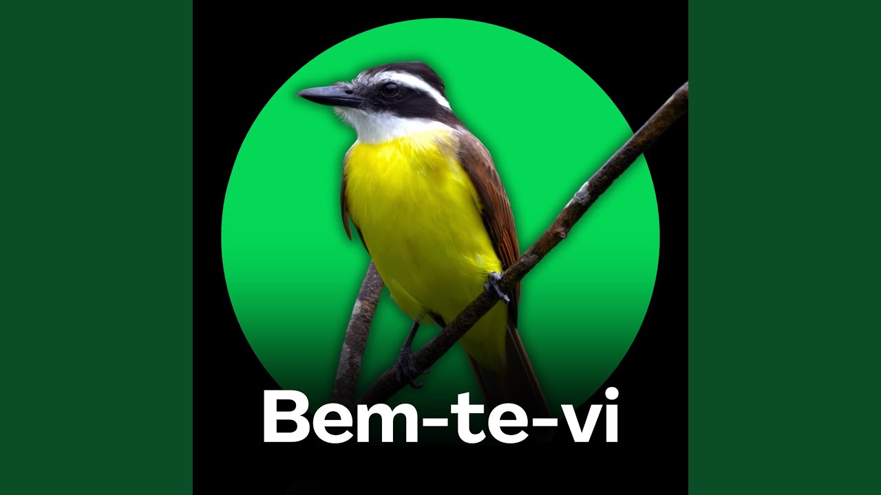 Bem-te-vi - Canto Cl&aacute;ssico