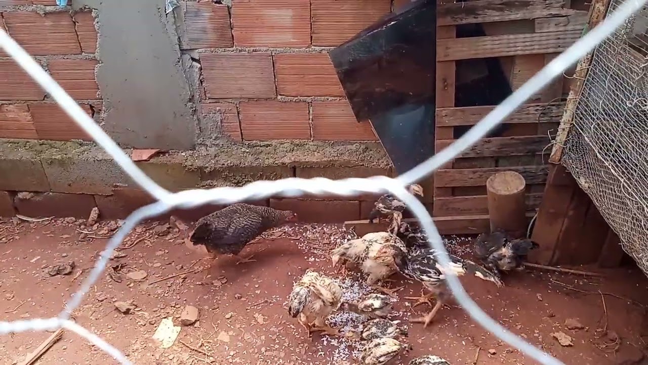 Maís de 40 potinhos variados têm idio e outras raça dia 01/02/2026