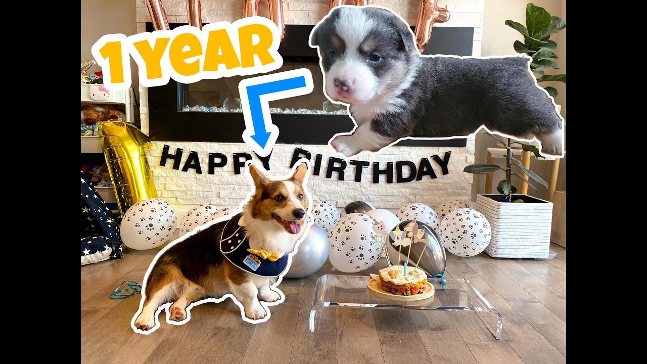 Corgi Puppy Grows Up! | 10 Weeks to 1 Year