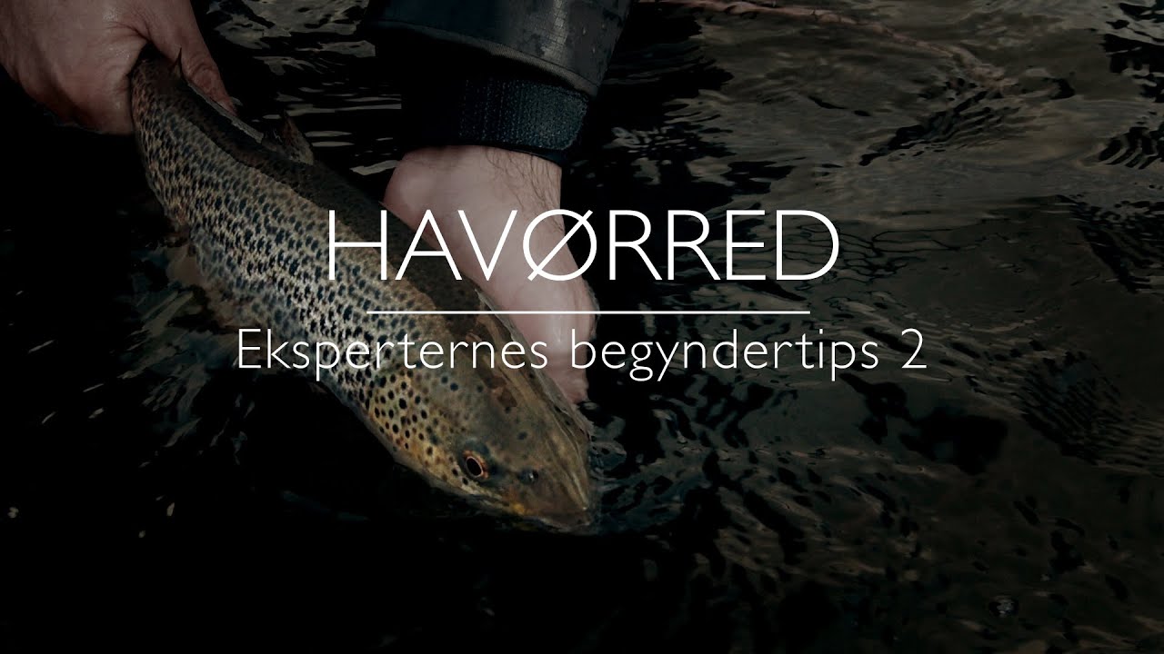 Fiskeguiden – Havørred: Eksperternes begyndertips 2