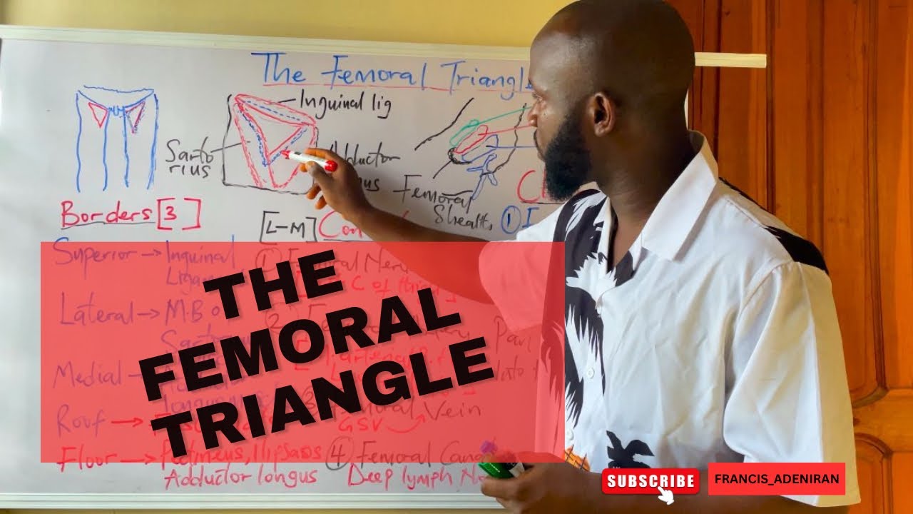 Femoral Triangle made simple