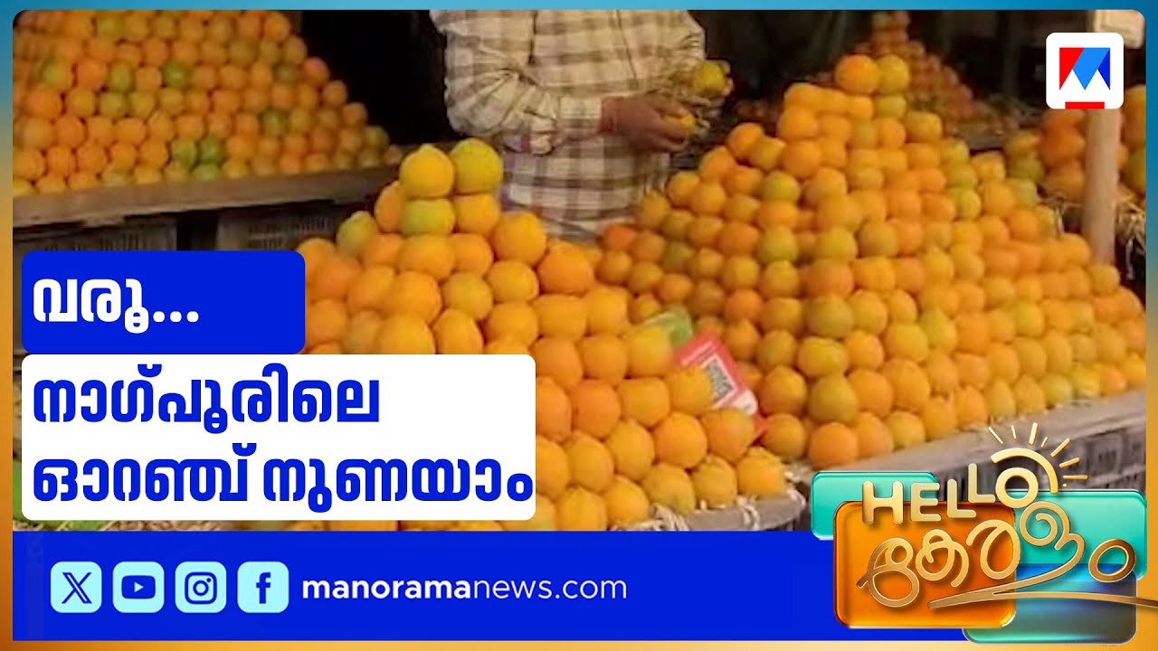 മാധുര്യമേറും നാഗ്പൂർ ഓറഞ്ചുകളുടെ വിളവെടുപ്പ് കാലം; കാണാം ഓറഞ്ച് നഗരത്തിലെ കാഴ്ചകൾ |Nagpur |Orange
