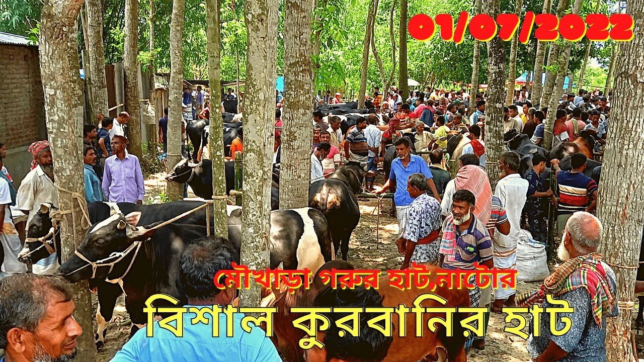 Biggest cow market / বিশাল কুরবানির হাট / বেচাকেনায় জমে উঠেছে নাটোরের মৌখাড়া গরুর হাট / গরু হাট 2022
