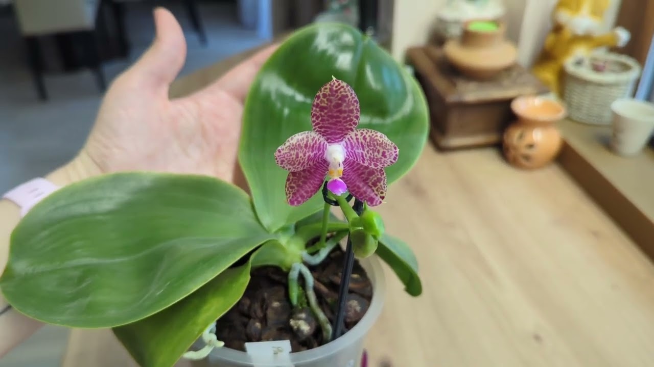 Phal. LD Mok Chio - Two part video (EN/BG)