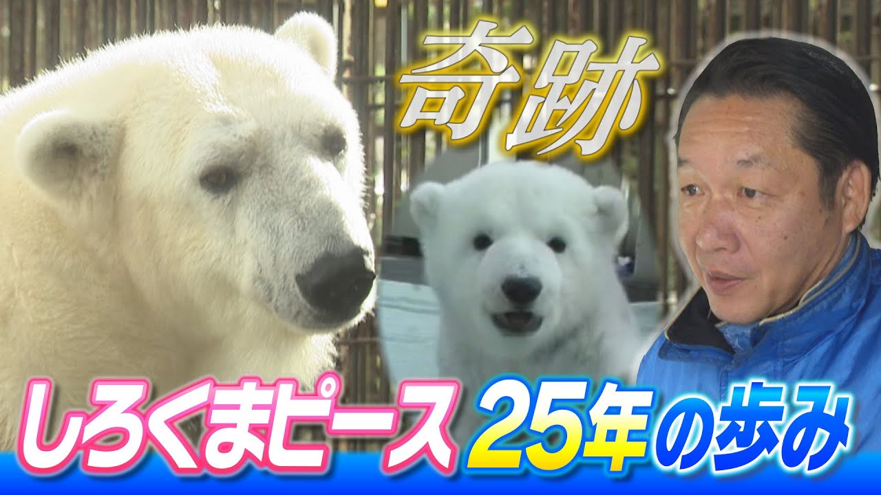 【奇跡】とべ動物園のしろくま「ピース」25年の歩み