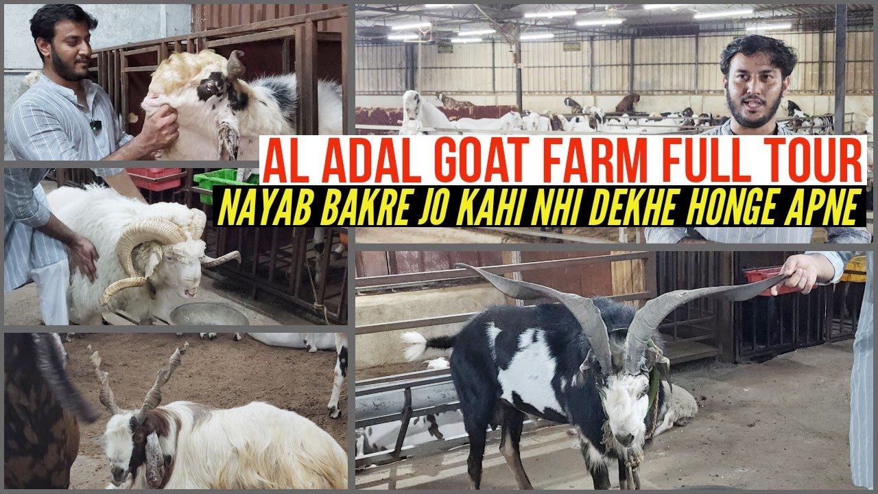 Al Adal Goat Farm Full Farm Tour Bakre Aise Jo kahi Nhi Dekhne Milenge Bhiwandi Mahapoli