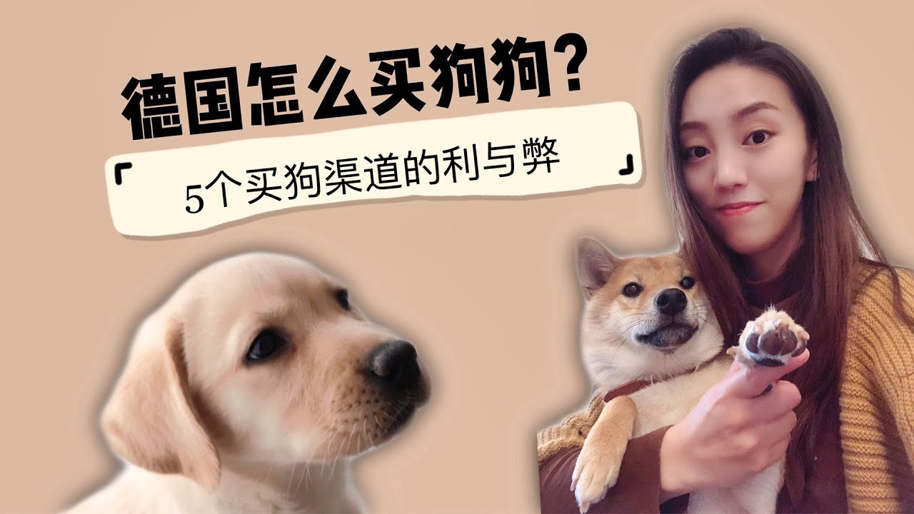 我在德国养狗 之 德国5个买狗渠道【Lisa Talk】52#