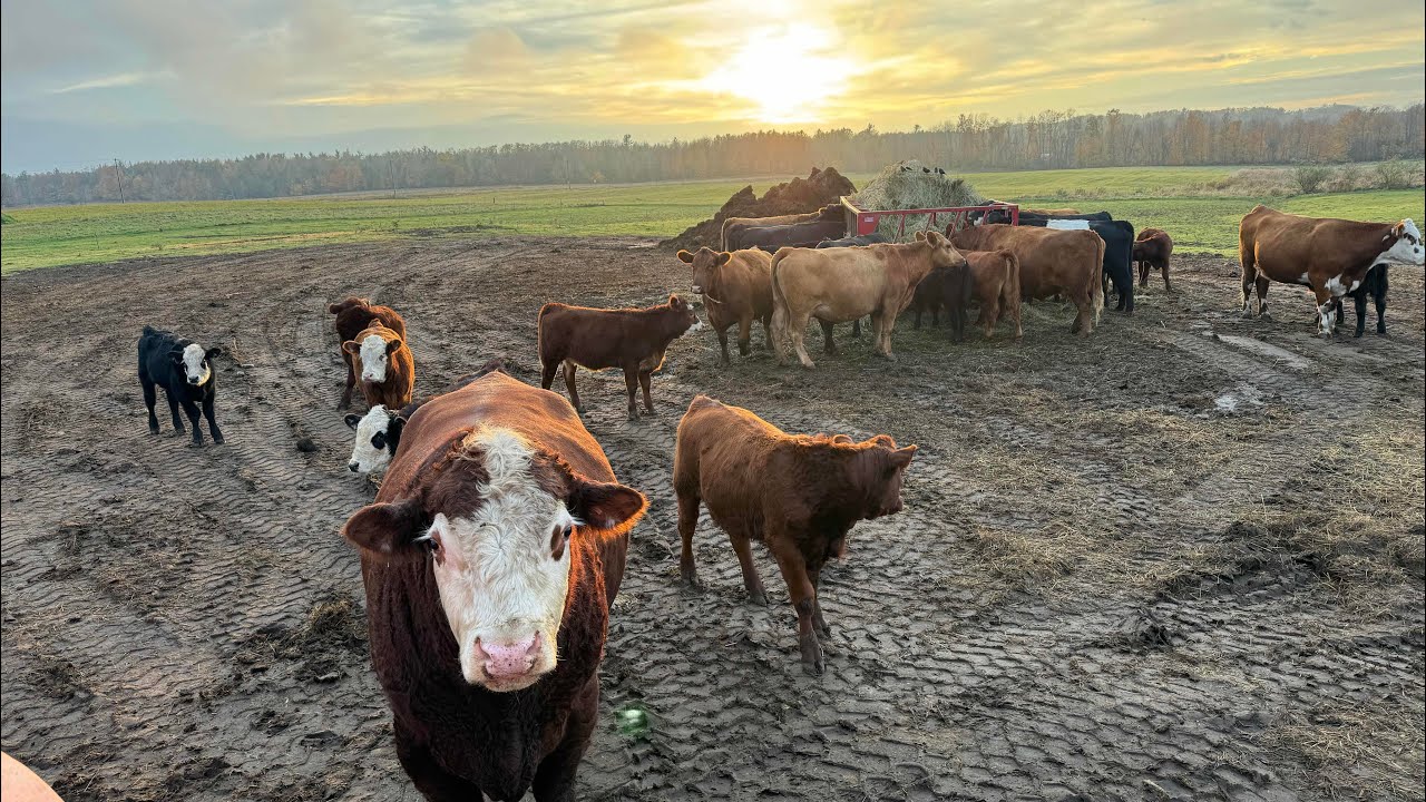 Got To Keep The Cows Happy