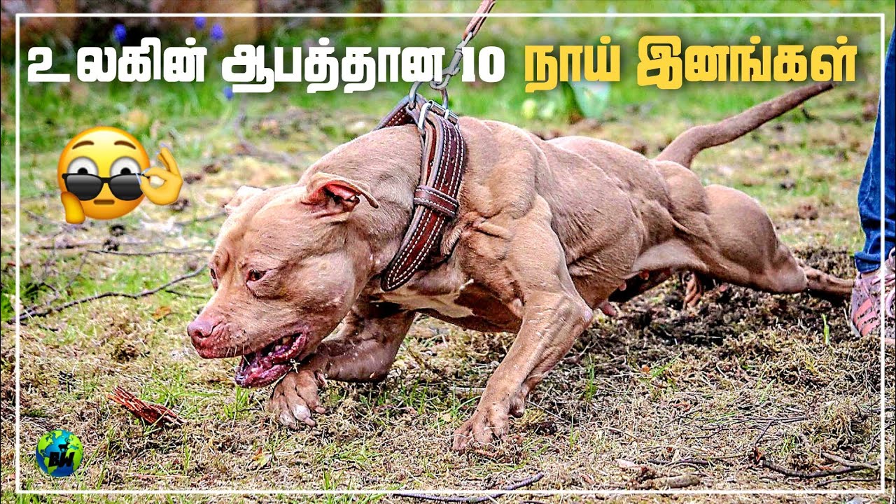 அதிக கொலைகள் செய்யும் 10 நாய்கள் | Tamil | Top 10 Dangerous dog breeds | Banned dogs | BioWorld | Bw