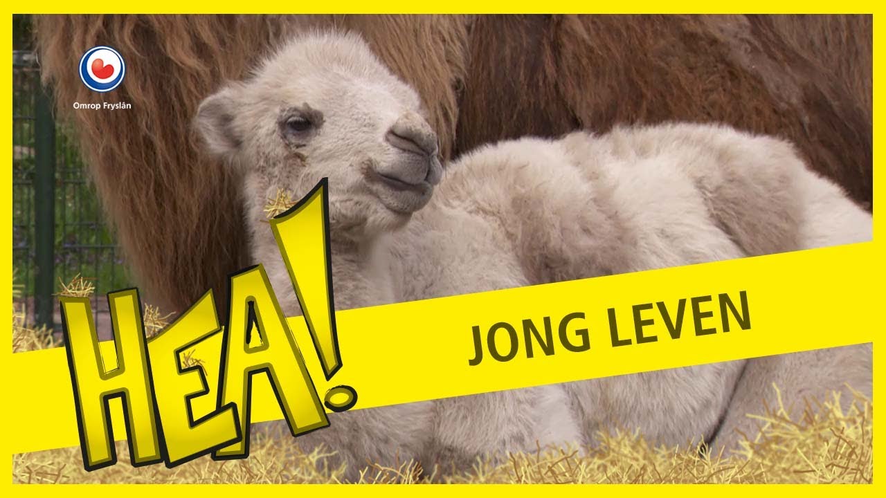 HEA! Jong leven