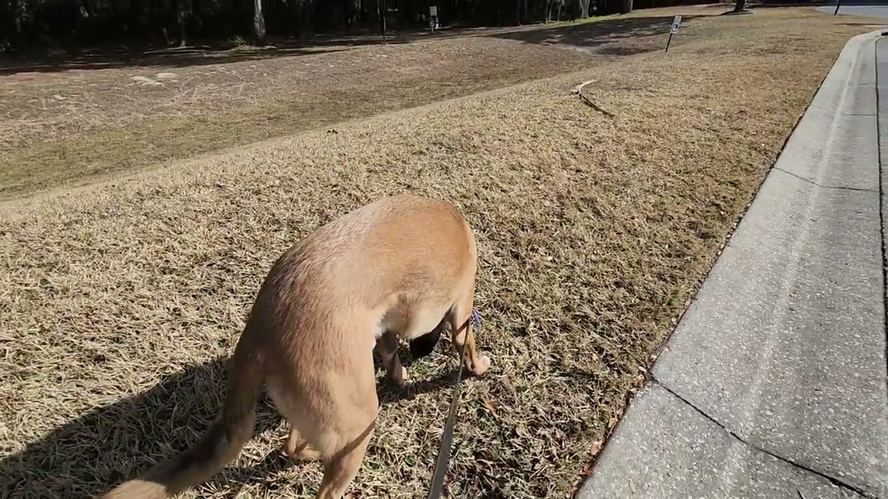 Wait for it...this Malinois !