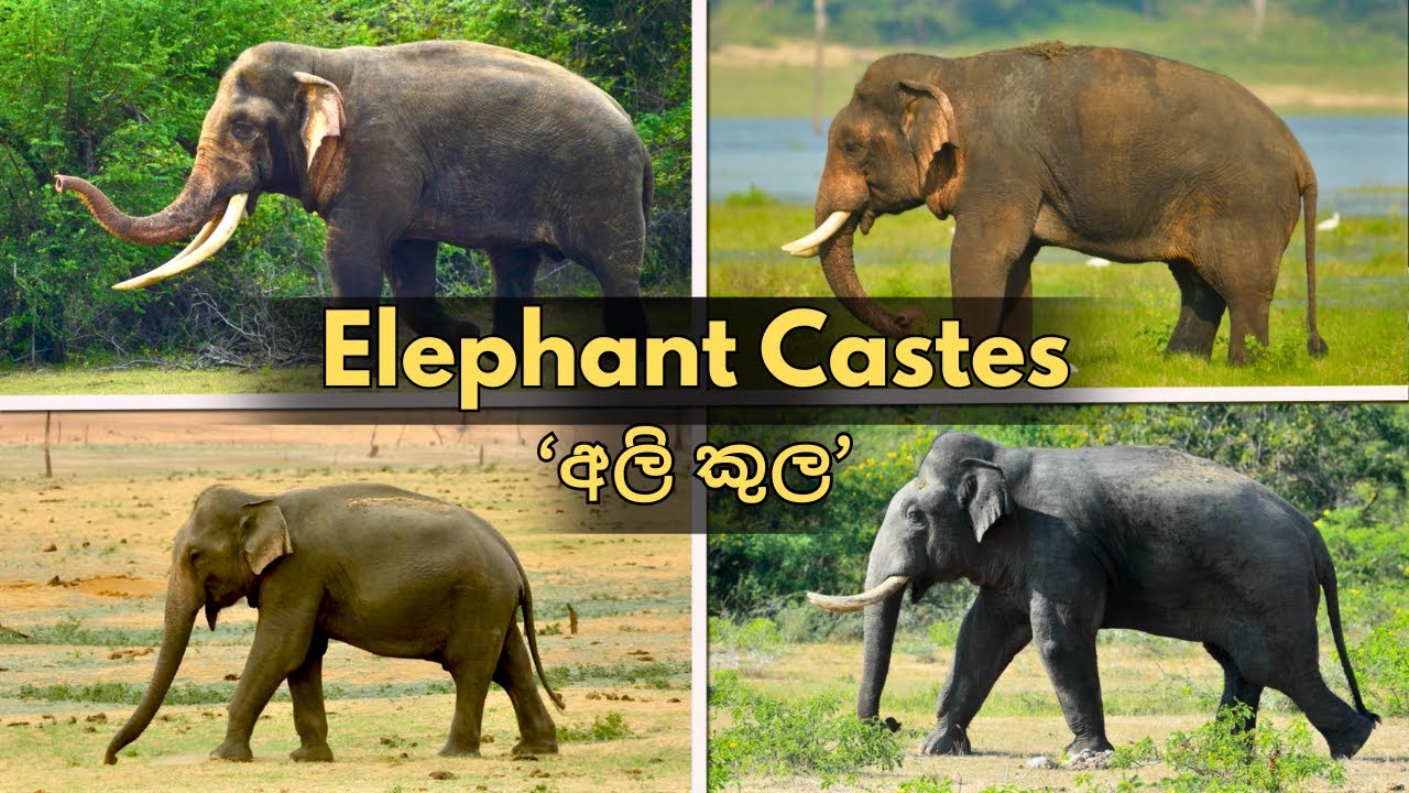 Elephant Castes