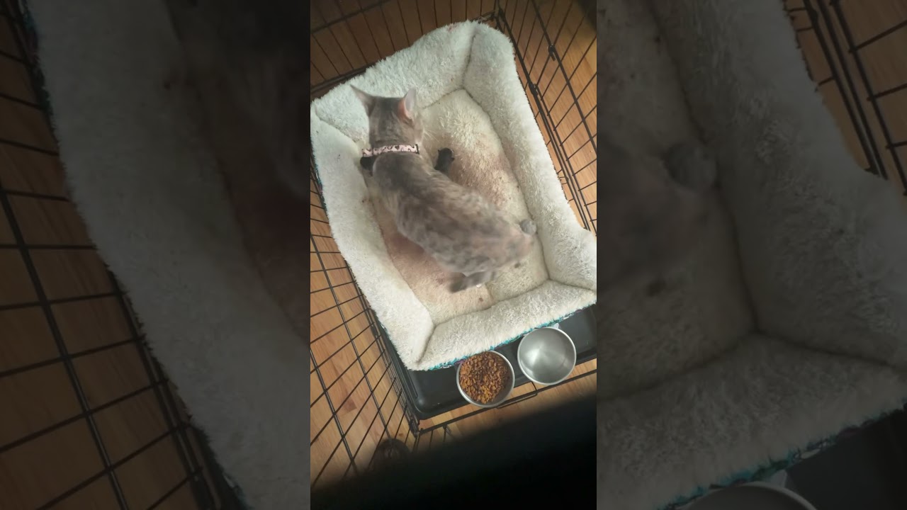 Welcome to the world kittens born today April 24th 
