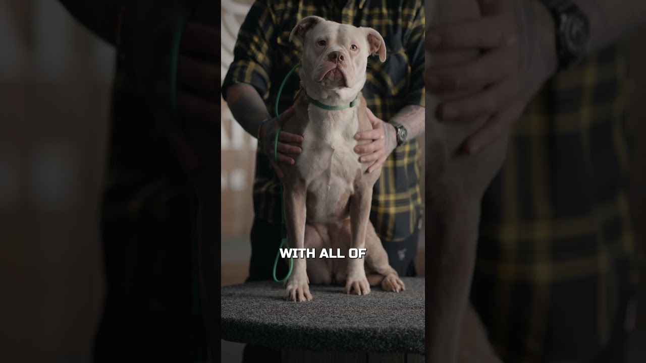 Why YOU Should Get An American Bulldog