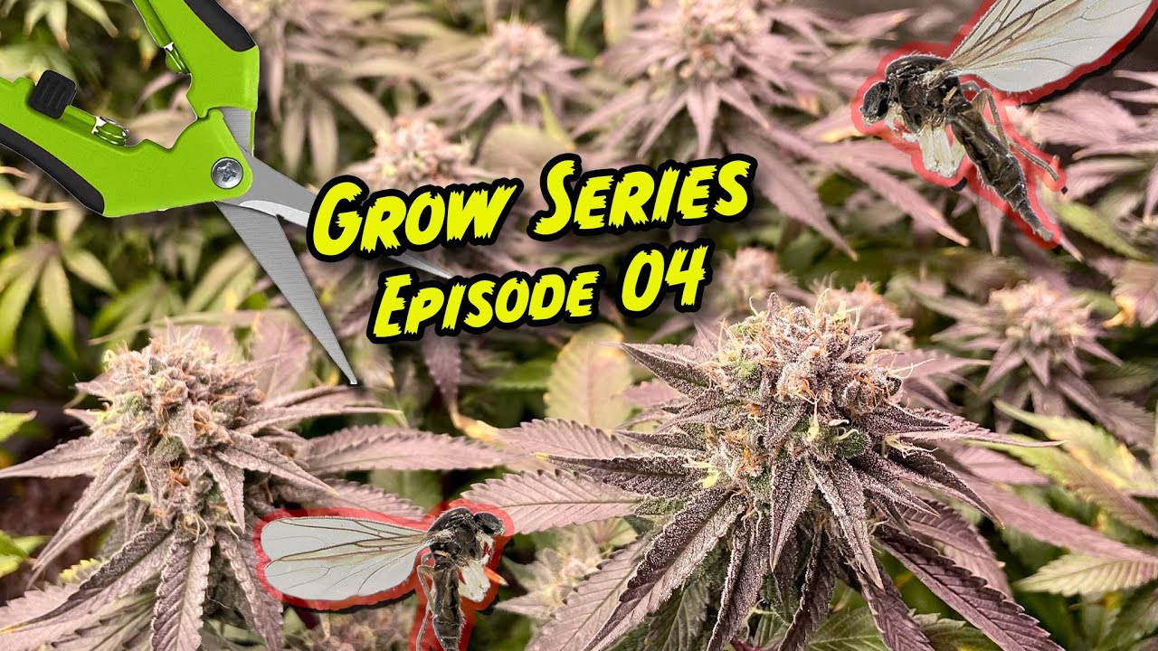 Growing Organic Cannabis - Amendments, Fungus Gnats, Defoliating & Power Outages