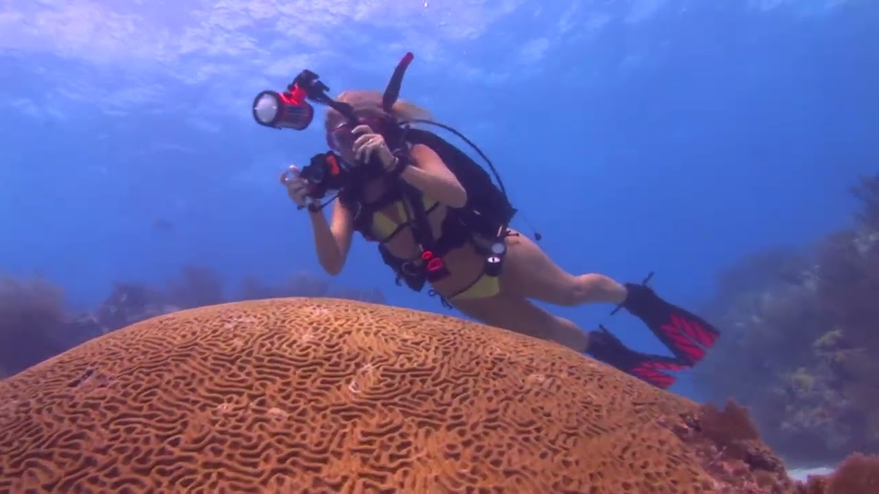 Where to Dive in The Florida Keys & Key West