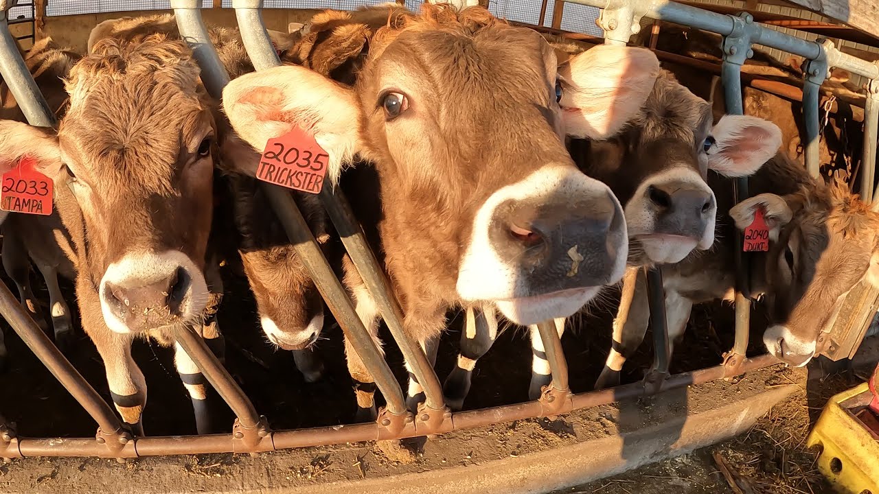 Investigating The Future Of Our Brown Swiss Herd