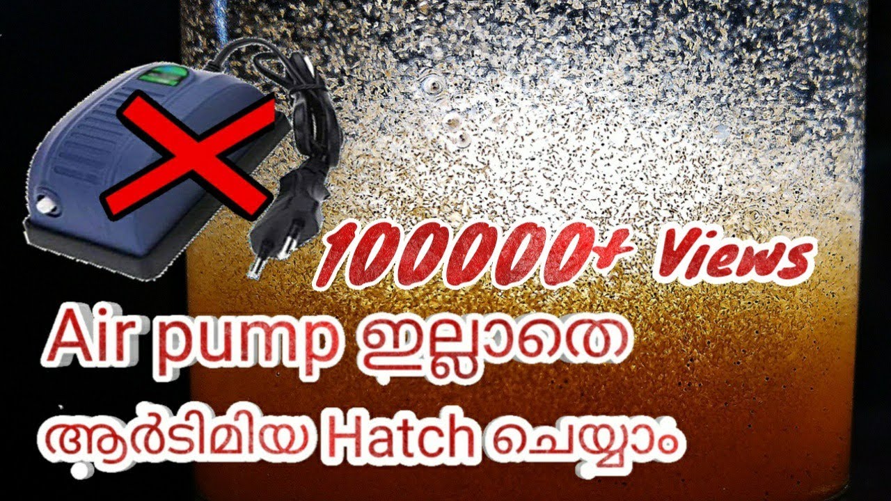 Artemia Hatching Without Air Pump | എയർ പമ്പ് ഉപയോഗിക്കാതെ ആർട്ടിമിയ വിരിയിച്ചാലോ 👌👌