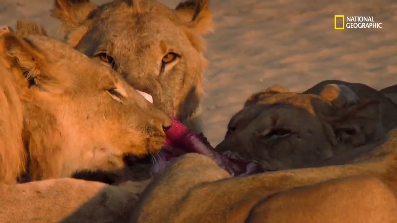 Cacería felina en el desierto | Guerra de leones