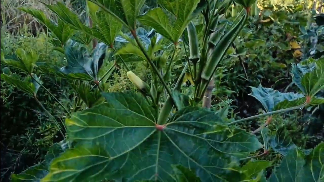 DIY | BUDGET friendly Pest killer sa gulayan at prutasan