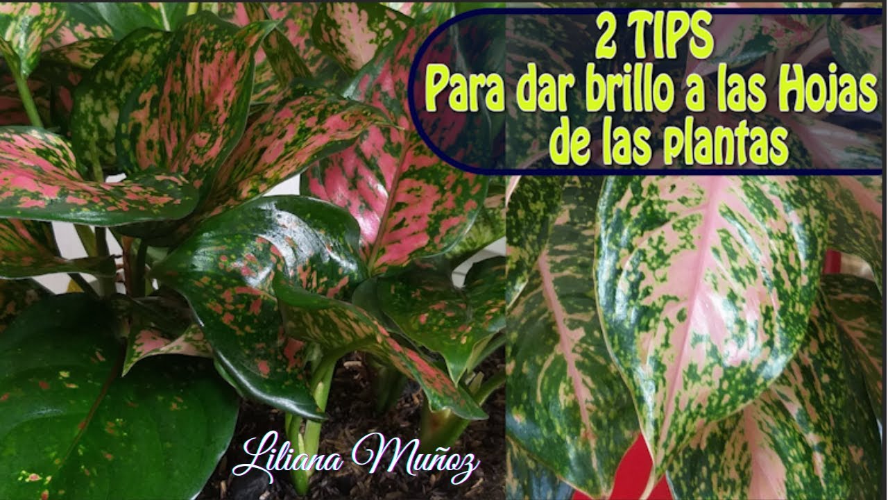 2 TIPS para dar BRILLO a las HOJAS de las PLANTAS / Liliana Muñoz