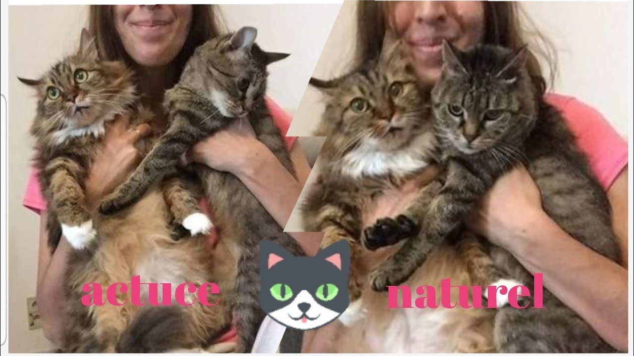 3 Astuces Naturelles pour Laver son Chat sans produits chimiques