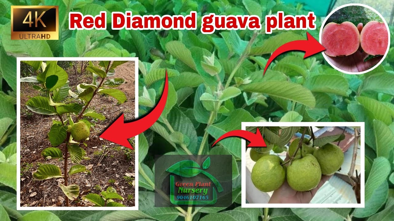 Red diamond guava plant farming in india all over India delivery Contact Number ☎️ 9046107165