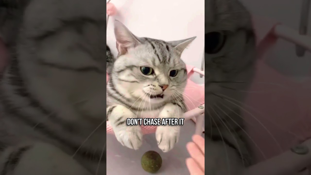 Psychological Tricks to Bond with Your Cat 🧠🐈