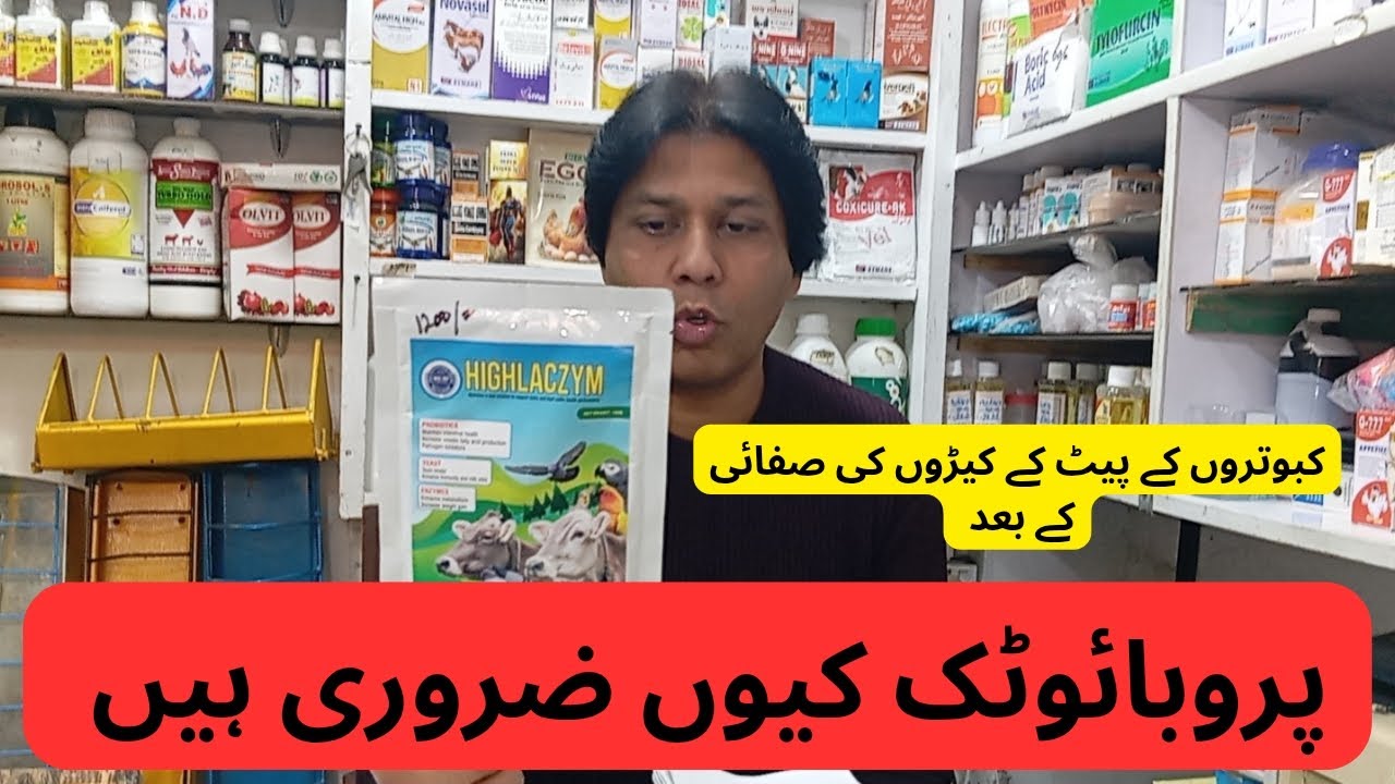 کبوتروں کو ڈوارمنگ کرنے اور پر پٹائ کے بعد پروبائوٹک لازمی استعمال کروائیں | 