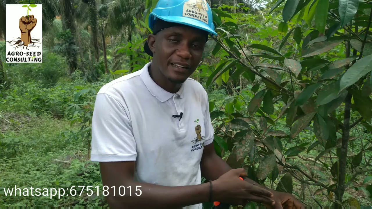 culture du bitter cola:comment entretenir ses jeunes plants pour une production précoce et rentable