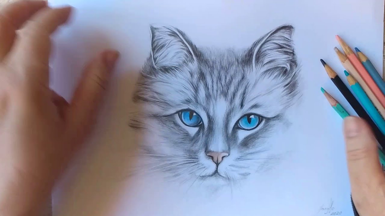 Como desenhar um gato realista usando apenas lápis de cor.