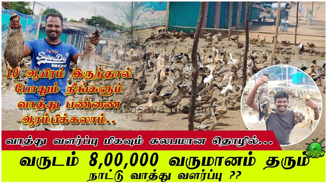 வருடம் 8,00,000 லட்சம் வருமானம் தரும் நாட்டு வாத்து வளர்ப்பு / நீங்கள் கவனிக்க வேண்டியவை ??