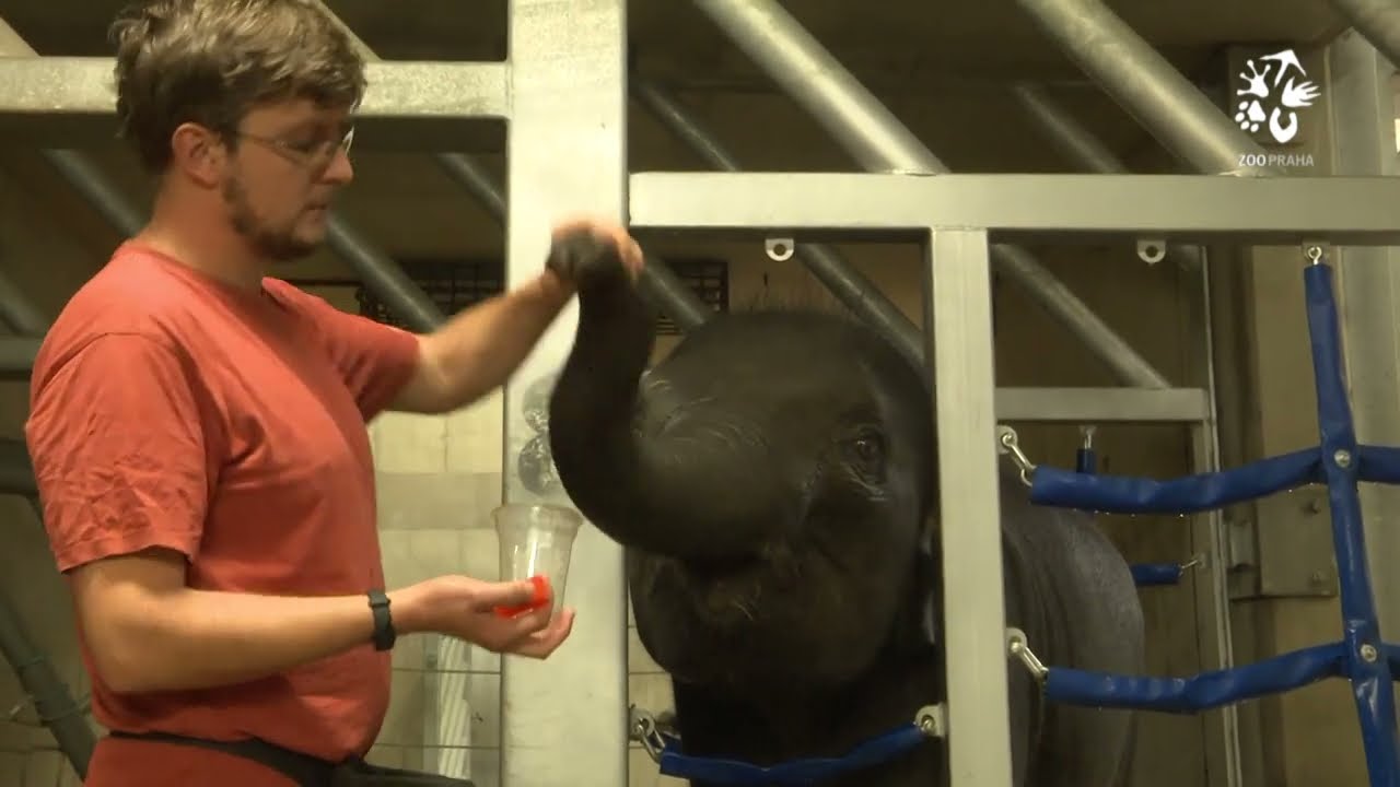 Veterinární trénink slůňat