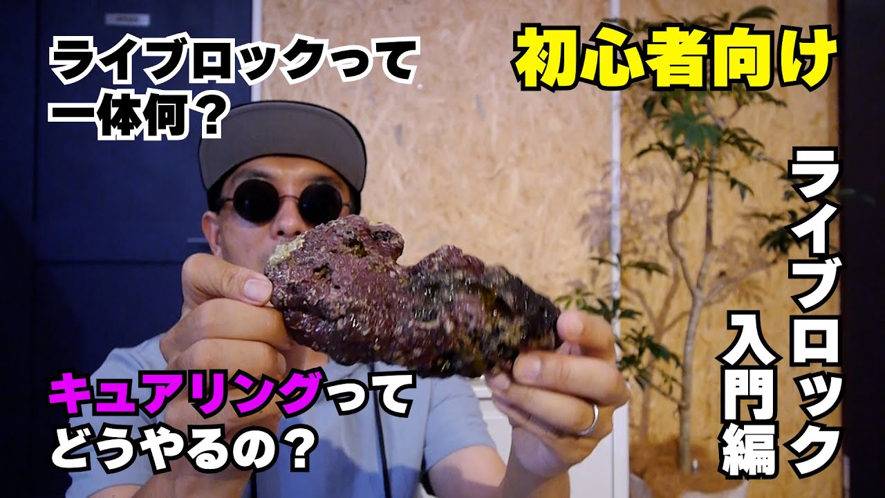 初心者向けライブロック入門